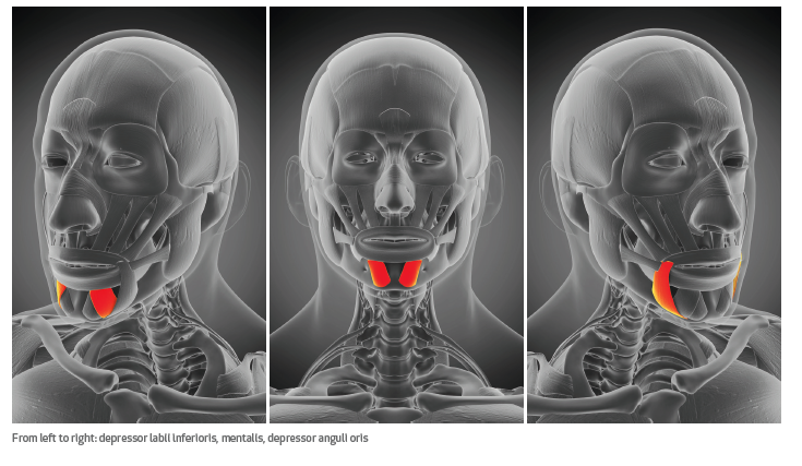 Muscle anatomy lower face 